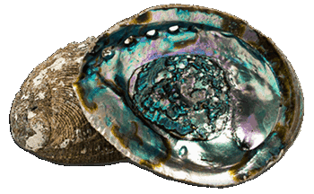 صدفة أبالون – Haliotis iris