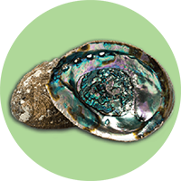 صدفة أبالون (Haliotis iris)