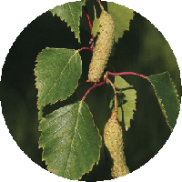 القضبان الفضي (Betula pendula)