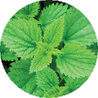 القراص الكبير (Urtica dioica)