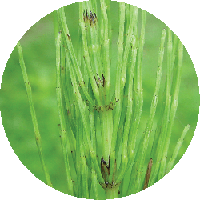 كنباث الحقول (Equisetum arvense)