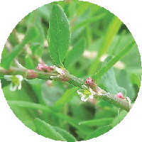 عصا الراعي (Polygonum aviculare)