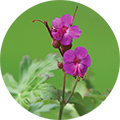 غرنوقية (Geranium macrorrhizum)